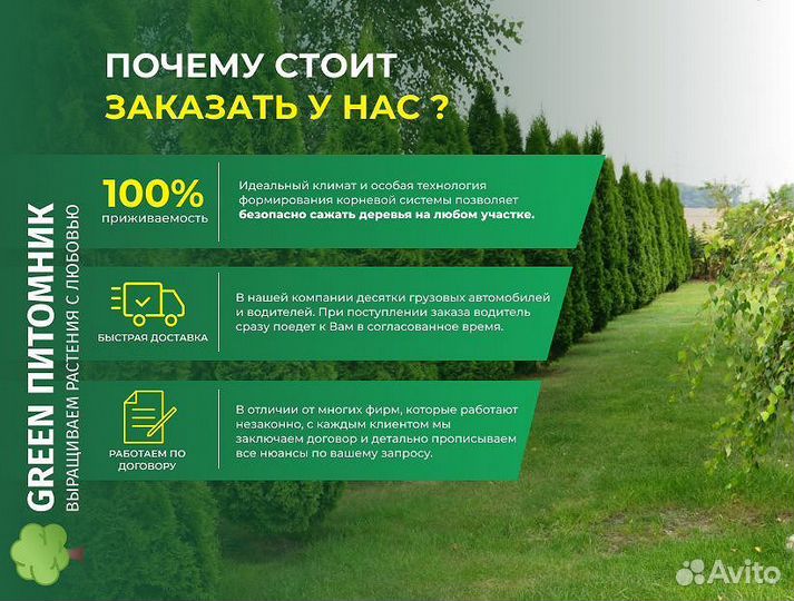 Туи крупномеры Брабант