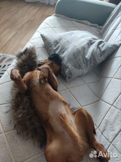 Вязка собак Пти-брабансон