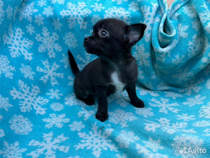 Чихуахуа мини девочка щенок