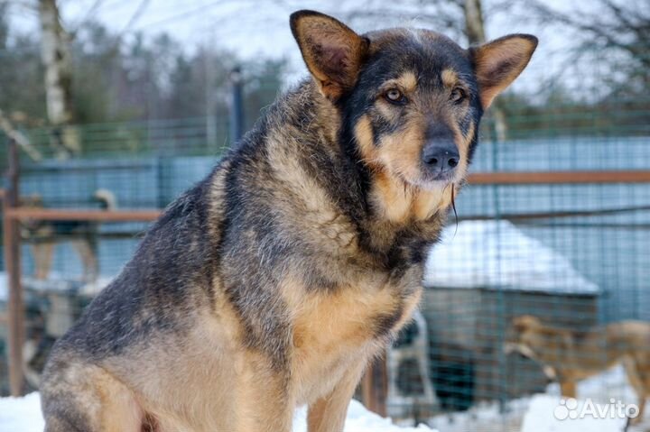 Отдам в добрые руки