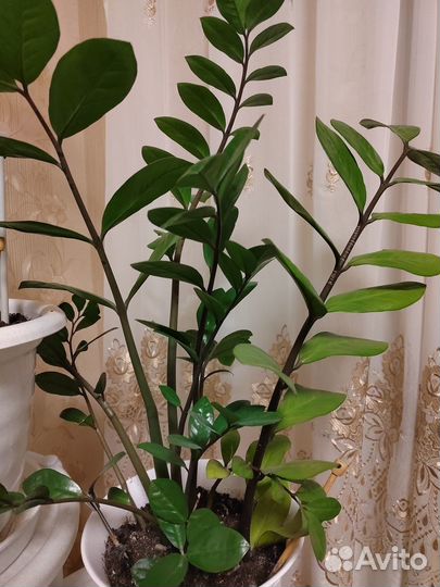 Комнатные цветы