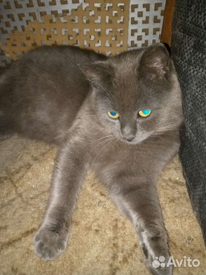 Кот Филип в добрые руки