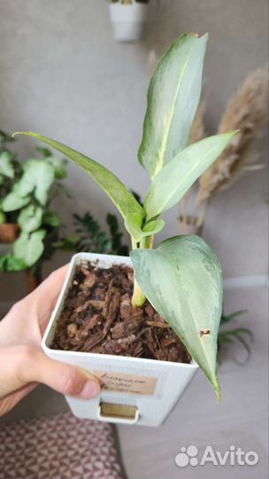 Аглаонема Серый призрак (Siri Kanchana)