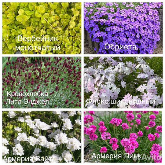 Многолетники почвопокровные