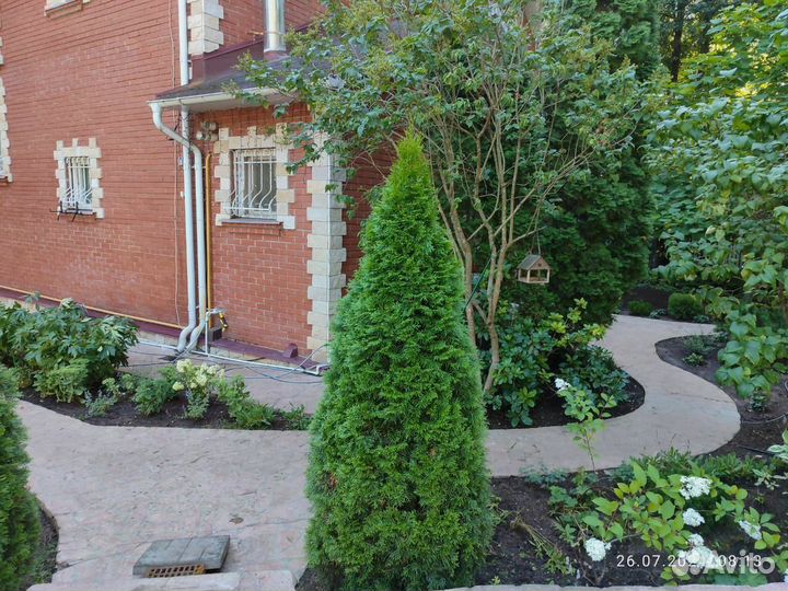 Сосновая кора