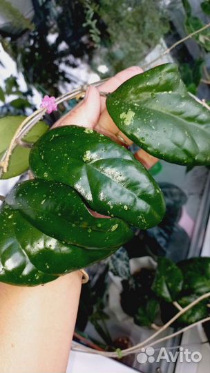 Хойи. GPS 7240, australis albo, Chelsea