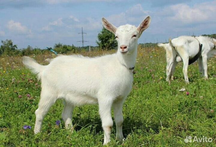 Продажа козлят
