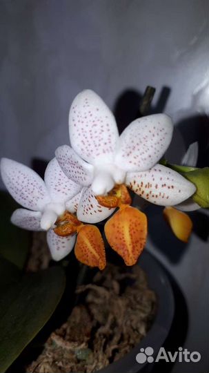 Орхидея фаленопсис