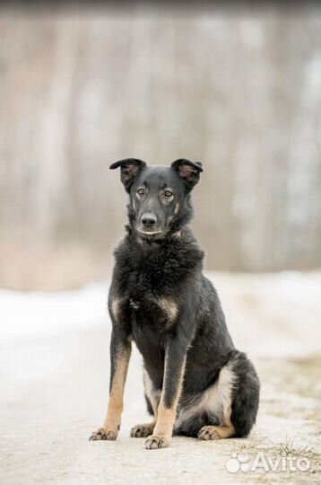 Собака из приюта