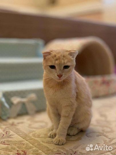 Кошка в дар