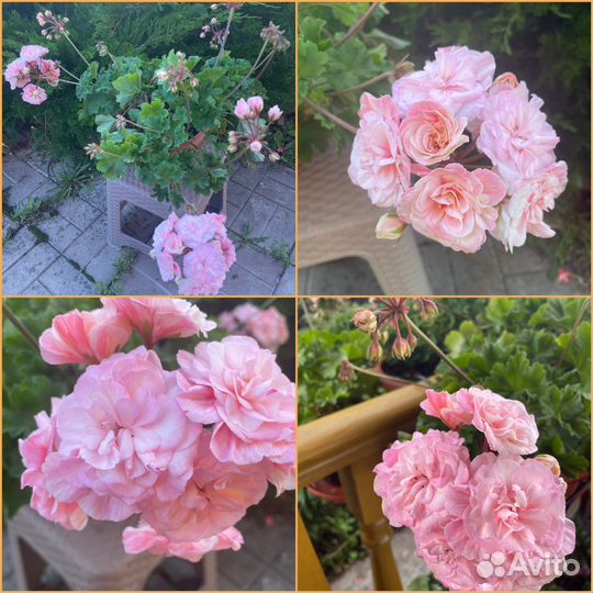 Пеларгония сортовая коллекционная