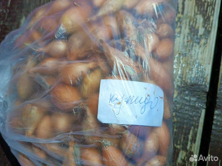 Лук семеной для посадки
