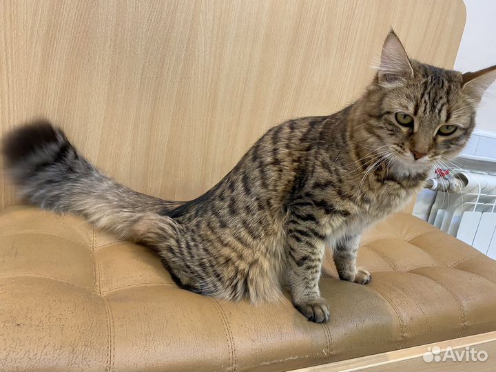 Кошки в добрые руки