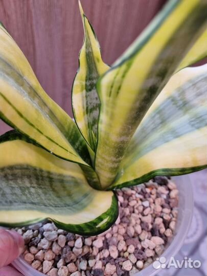 Сансевиерия Хендрика