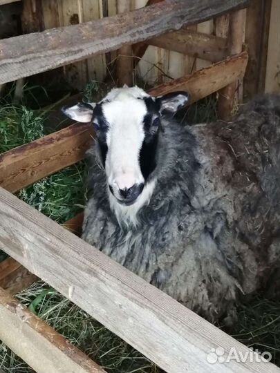 Романовская порода. Ягнята