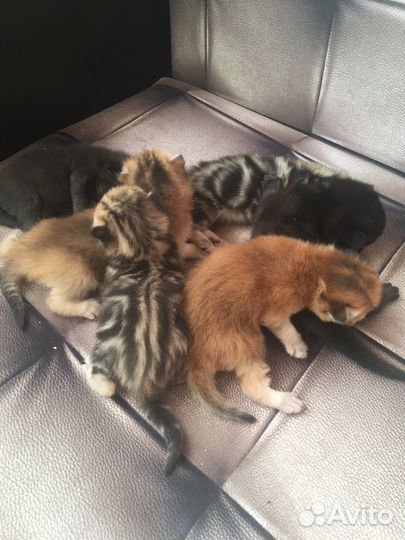 Шотландские прямоухие котята