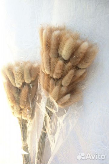 Сухоцветы оптом