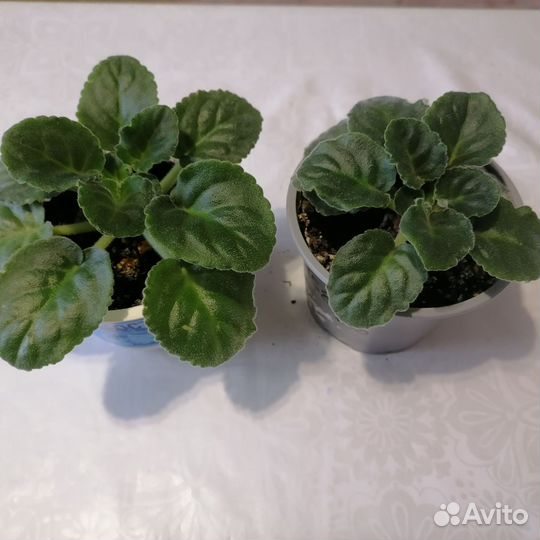 Фиалка белая, комнатные растения, цветы