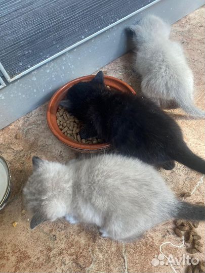 Бездомные котята