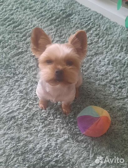 Молодой жених ищет невесту