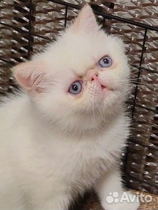 Голубоглазый мальчик