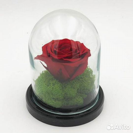 Роза в колбе
