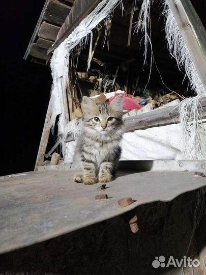 Кошки в добрые руки