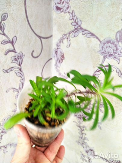 Комнатные цветы