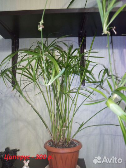 Продам Циперус