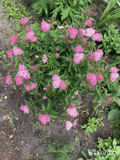 Саженцы спиреи