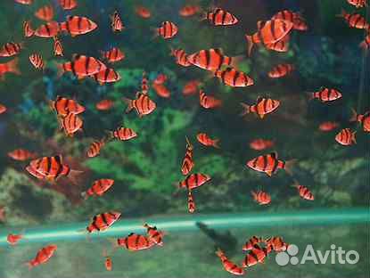 Рыбки собственного разведения и корм