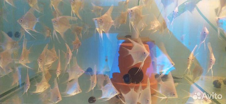 Скалярия бриллиантовая