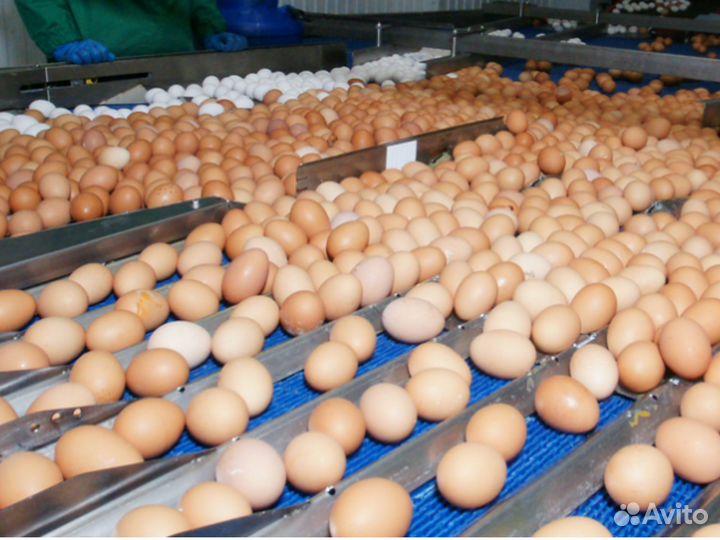 Упаковка яиц вахта