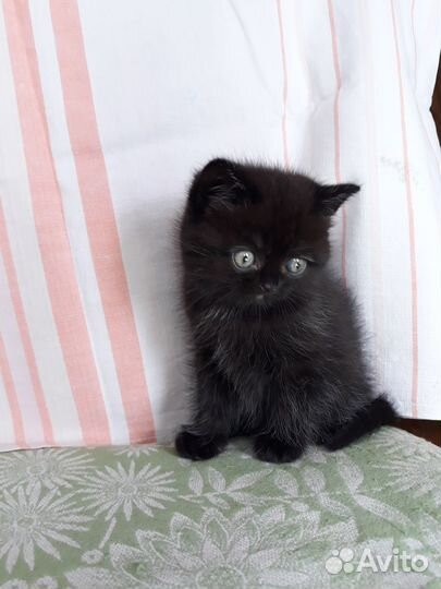 Кошечка,девочка