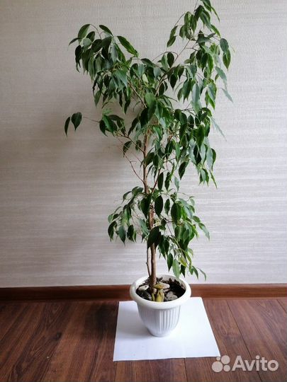 Бенджамина