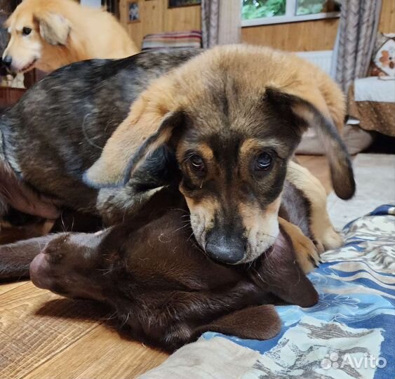 Щенок в добрые руки