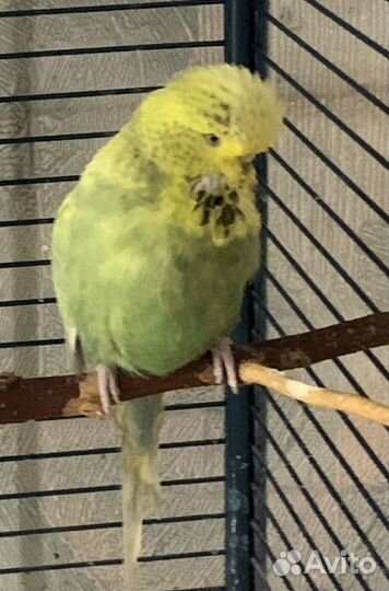 Попугаи ввп чехи