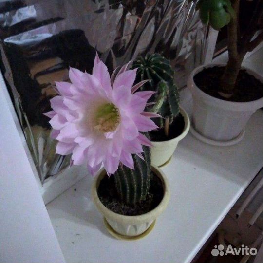 Кактус Ночная красавица