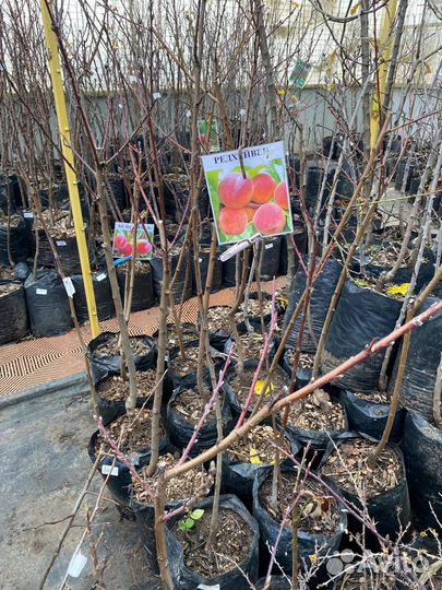 Персик Редхейвен