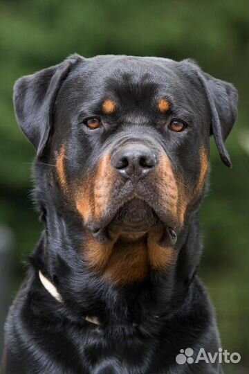 Защита от клещей