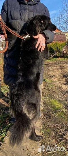 Собака молодая добрая красивая