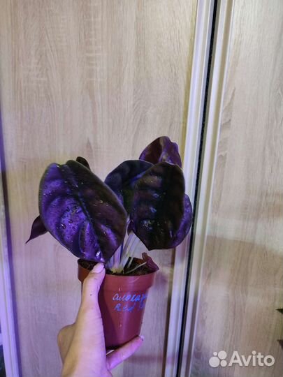 Алоказия детки