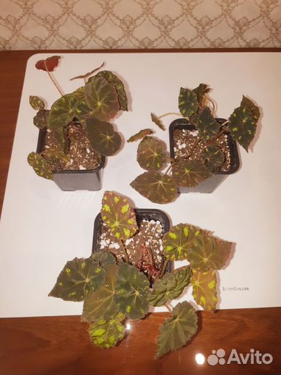 Бегония тигровая
