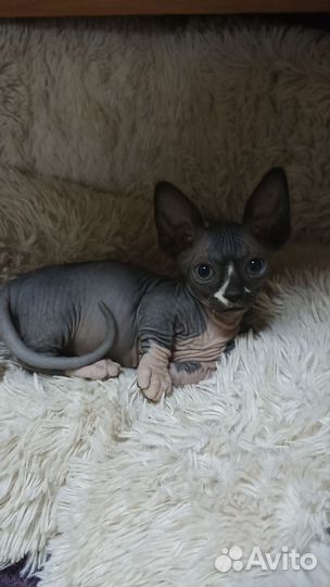 Канадский сфинкс