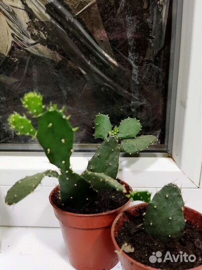 Кактусы и суккуленты