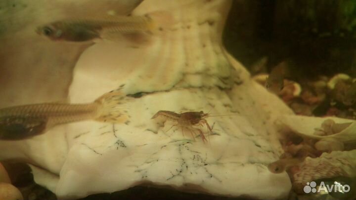 Мраморный рак