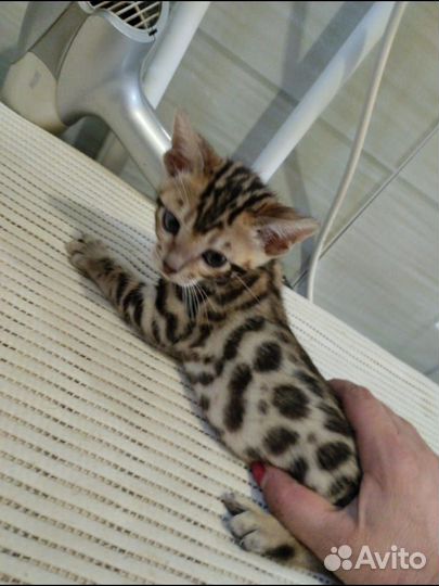 Бенгальская кошка