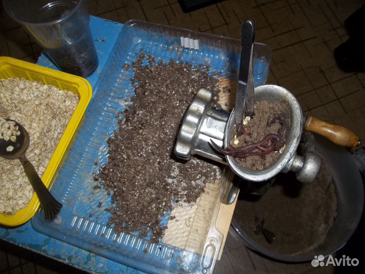 Прикормка для сига, корюха,наваги, камбалы