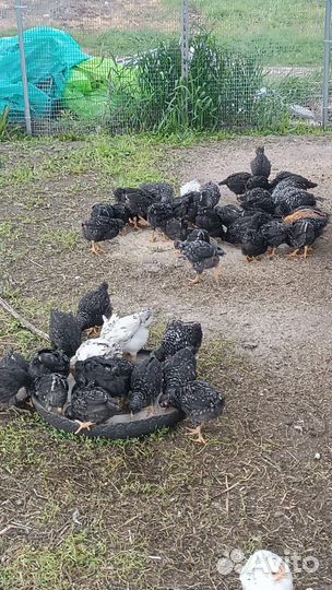 Куры молодки несушки доминант