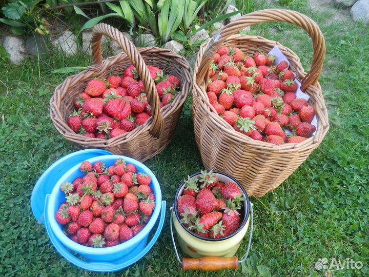 Саженцы клубники